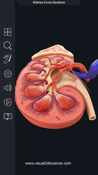 Tangkapan skrin My Kidney Anatomy